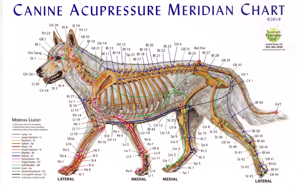 Canine Acupuncture WagHab