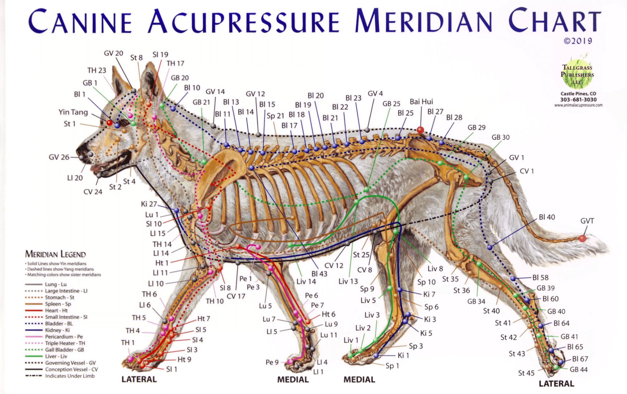 Canine Acupuncture