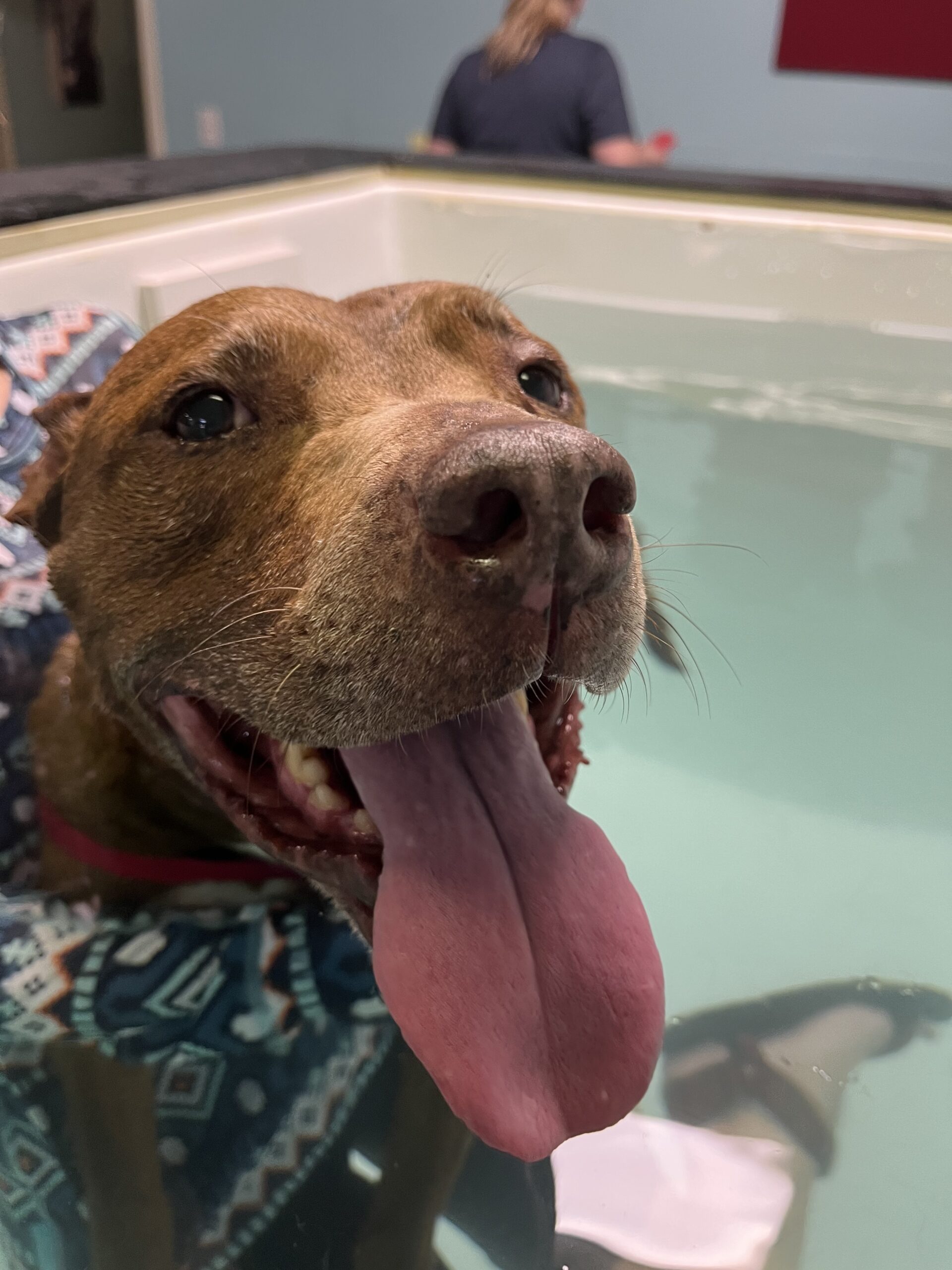 Dog Rehab Fitness Pool